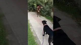 #black Labrador dog barking sound loudly#youtube short viral video