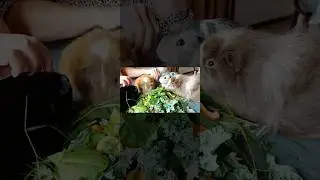 Visited Europe's Only Interactive Guinea Pig Caf&eacute;!