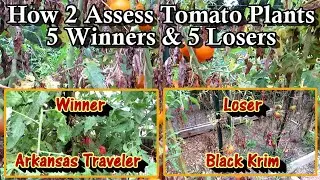 5 Tomato Variety Keepers & 5 Tomato Variety Losers: How to Assess Your Garden Plants Every Year!