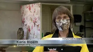 International Owl Center hosts live owl shows