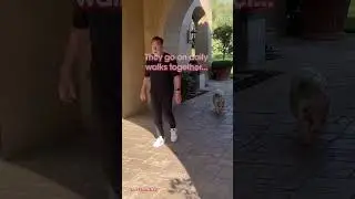 Arnold Schwarzenegger goes on a morning walk with his pet pig...