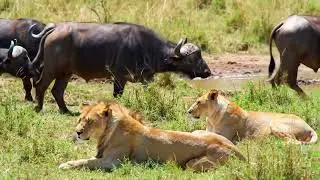 A fierce battle between Buffalo and Lions in the African Savannah