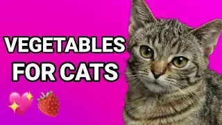 The BEST VEGETABLES for CATS Types and Benefits