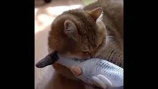 #Dancing #Fish #Catnip #Kicker #Toy   