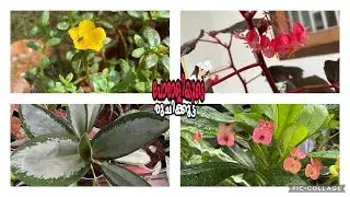 Home Garden /Gardening Plants/Plants Collectons