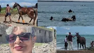 WATCH JAMAICAN TRAINER DAMON GAYLE SWIM HIS HORSES 🐎 IN THE SEA