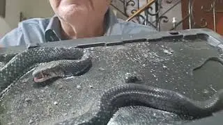 Liberaci&oacute;n de una serpiente inofensiva, conocida como 