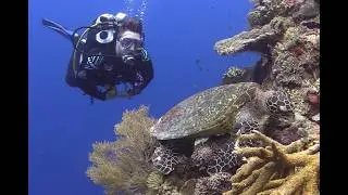 Virgin Cocoa Island - Borneo - Indonesia's underwater paradise