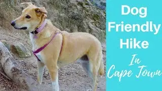 Dog-Friendly Hike In Cape Town