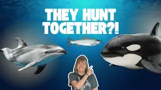 Why Dolphins Follow Orcas Into the Hunt
