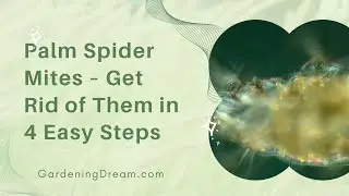 Palm Spider Mites &ndash; Get Rid of Them in 4 Easy Steps