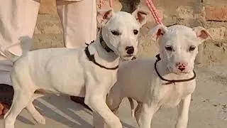 all dogs forsal whatsapp number 03348263766 cargo available abbas khan kohat dog cantre