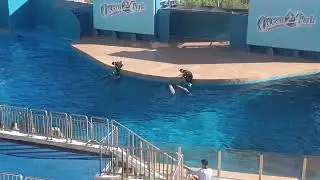 Dolphin Show at Ocean Park Hong Kong #dolphin #hongkong 