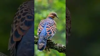#birds #birdingparadise #birdspotting #birdwatch #nature #birdwatching #animals