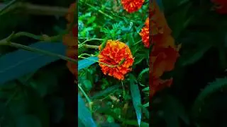 🦋🥰Feel the nature vibes 🌺🥰#shorts #nature #viral #ytshorts #flowers