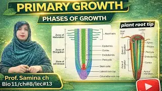 Primary Growth in Plants | Phases of Primary Growth Explained (Biology)