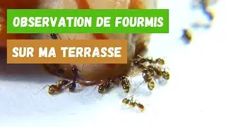 Observation de la colonie de fourmis de ma terrasse #nature #animaux