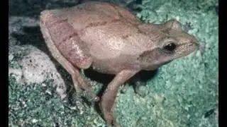 Pseudacris crucifer - spring peeper