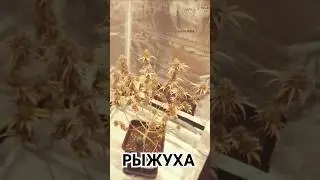 Rothaarige - Рыжуха #shorts #cannabis #pflanzen