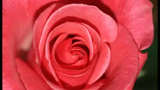 BEAUTIFUL ROSES CLOSE UP - МАКРО СЪЕМКА/АВТОР ВАЛЕНТИНА Луговая-Рикшпун