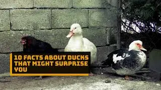 10 Facts About Duck that Might Surprise You, Check Out if You are Animal Lovers