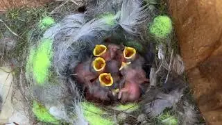 Blue tit and chicks in nest box