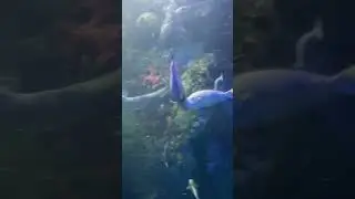 Stingray x Shark #fishing #shark #aquarium #stingray