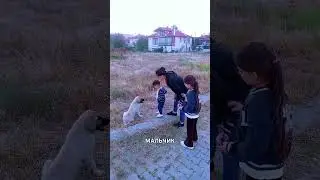 Умная собака отпустила ногу мальчика, увидев его маму 😳🐶❤️