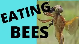 ☯️ Beekeeping  | DRAGONFLY EATING A BEE!  Nature at work  #savethebees