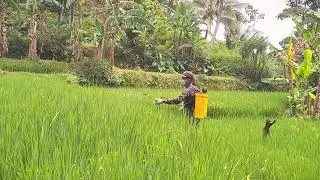 Manual Rice Field Spraying by Village Farmer #RuralAgriculture #TraditionalFarming