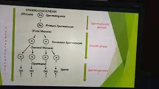 Confusions of Spermatocytogenesis,Spermiogenesis,Spermiation
