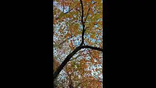 Scenic Fall season view in my garden. | America madhli Pangal | शरद ऋतु (Sharad Ritu)