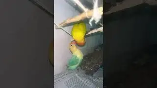 Easy & Mango&rsquo;s Adorable Tug-of-War Over a Stick 🌿🕊️