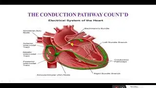 The heart's electrical system
