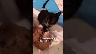 Funny Cat 🐈&zwj;⬛ Cat videos Compilation 🐈&zwj;⬛ # Part 8308