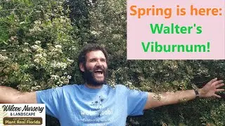 Florida Native Plants: Walter's Viburnum