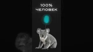 Полиция перепутала коалу с человеком