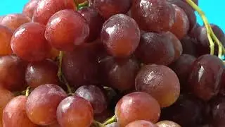 Grapes Benefits | Fresh Grapes Eating | Health Benefits of Grapes | Superfruit