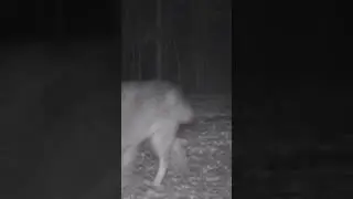 Hundikari (Canis lupus; Wolf)