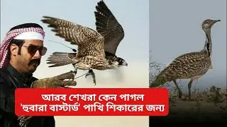 আরব শেখরা কেন পাগল 'হুবারা বাস্টার্ড' পাখি শিকারের জন্য || Houbara Bustard