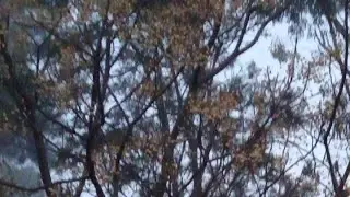 #55live Australian Native Birds Chirping LS.. 22/07/2025 #Native #Birds