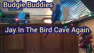 Jay Goes Into The Bird Cave Again - Budgie Buddies