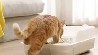 From Waste to Wonder: Plant Fiber Eco Cat Litter for a Cleaner Future. #petcare #sustainableliving