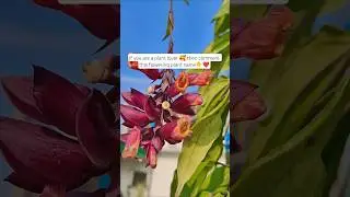comment👇🤩 #flowers #plants #love #naturelovers #ytshorts #yt