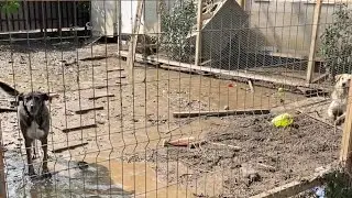 Sudden Flood Hits Our Home | Rescue Dogs, Survival & the Unbreakable Human-Animal Bond