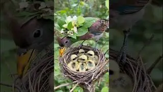 Mother Bird with Chicks | Relaxing Bird Family in the Nest #birds #ai #релакс #nature
