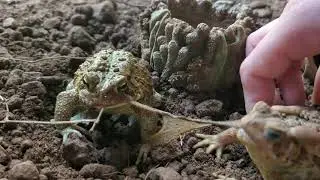 TOAD EATS ANOTHER TOAD'S SKIN
