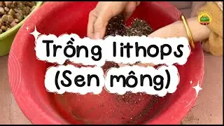 Trồng Sen Mông Mùa Lạnh ❄️🌱 Những Điều BẮT BUỘC Phải Biết #SenMông #Lithops #CâyCảnhMini
