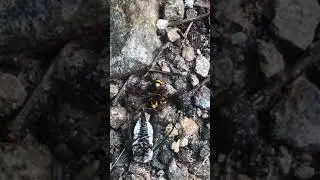Asian/Murder Hornet vs Locust pt.2
