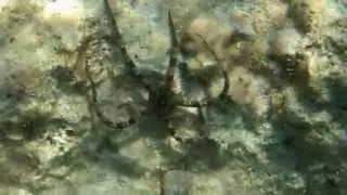 Glatter Schlangenstern (Ophioderma longicaudum)